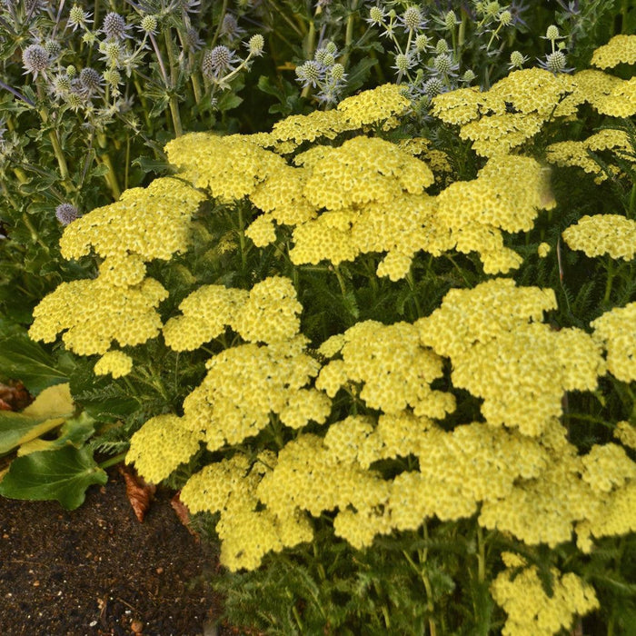 Sunny Seduction Yarrow - Shipped
