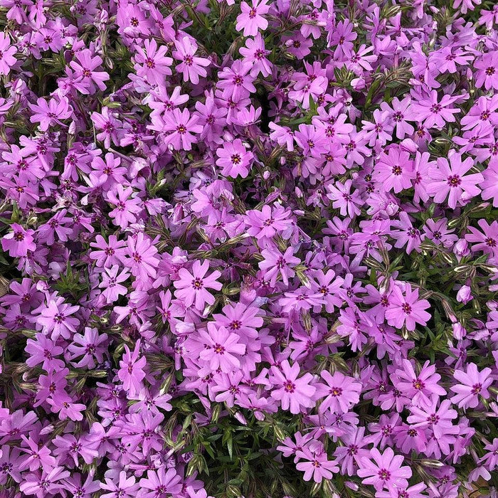 Fort Hill Creeping Phlox - Shipped