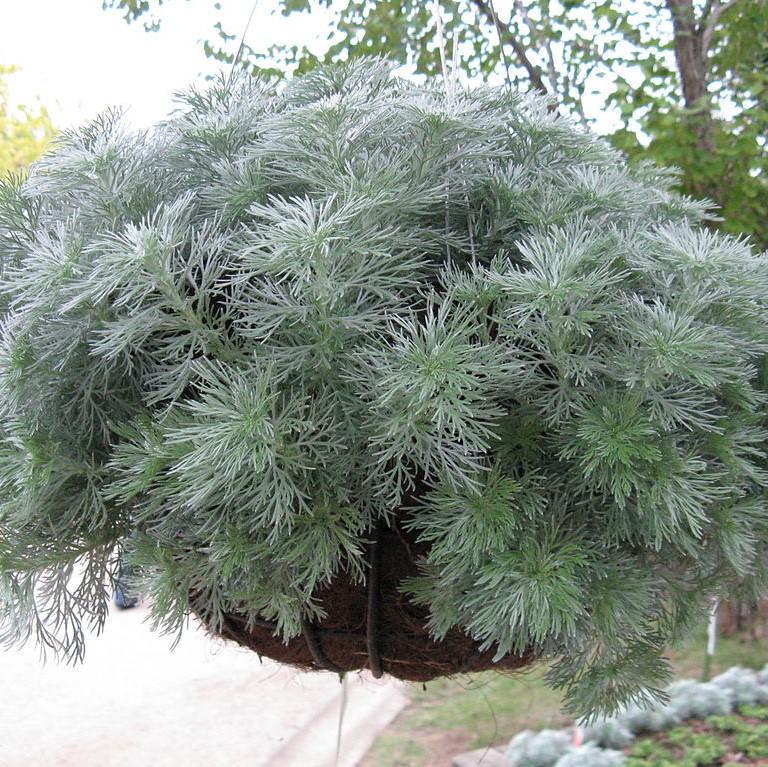 Silver Mound Wormwood, Ghost Plant - Shipped