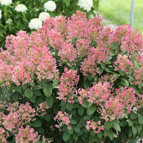 Little Quick Fire® Hydrangea - Shipped