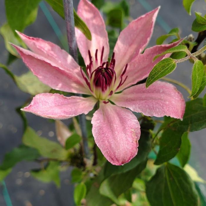 Sarah Elizabeth™ Clematis - Shipped