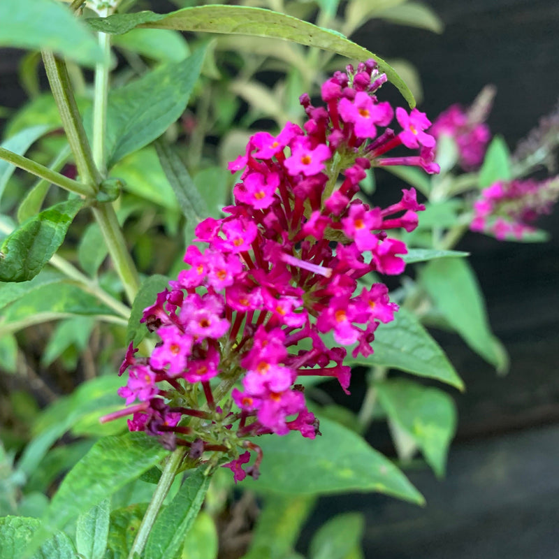 Miss Molly Butterfly Bush - Shipped