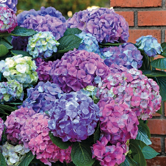 LA Dreamin'® Hydrangea - Shipped