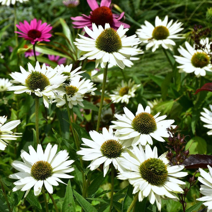Happy Star Echinacea - Shipped