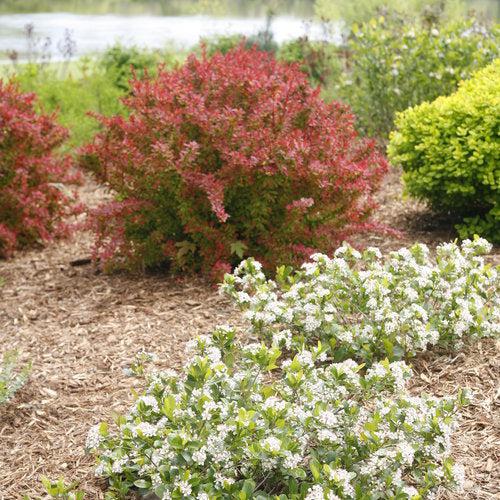 PW® Low Scape Mound® Aronia - Shipped
