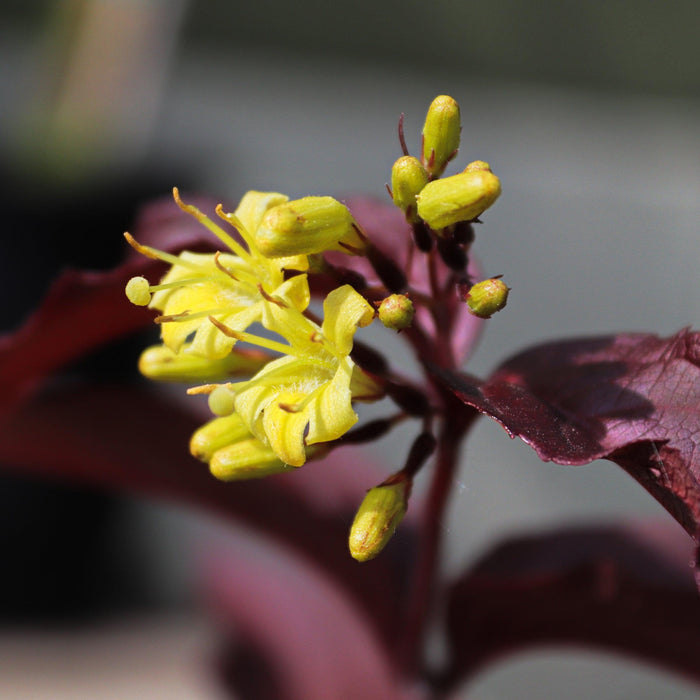 Firefly™ Nightglow™ Bush Honeysuckle - Shipped