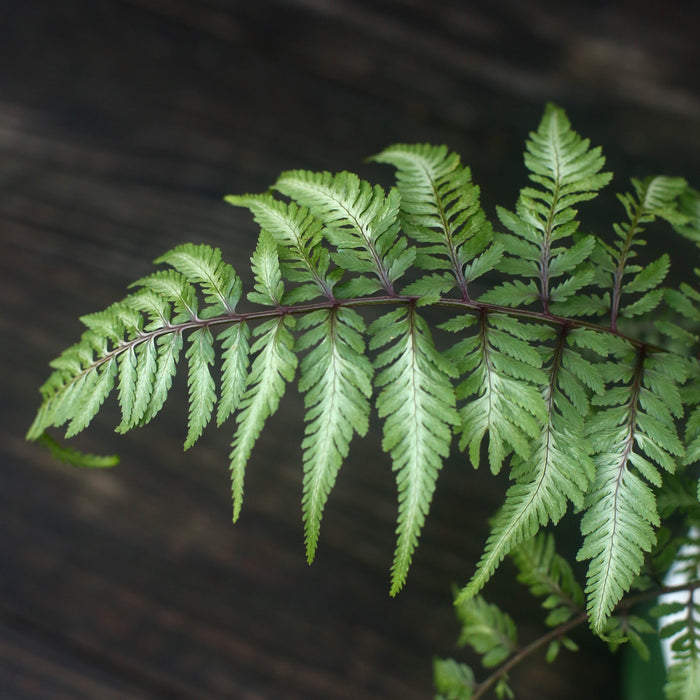 Japanese Painted Fern