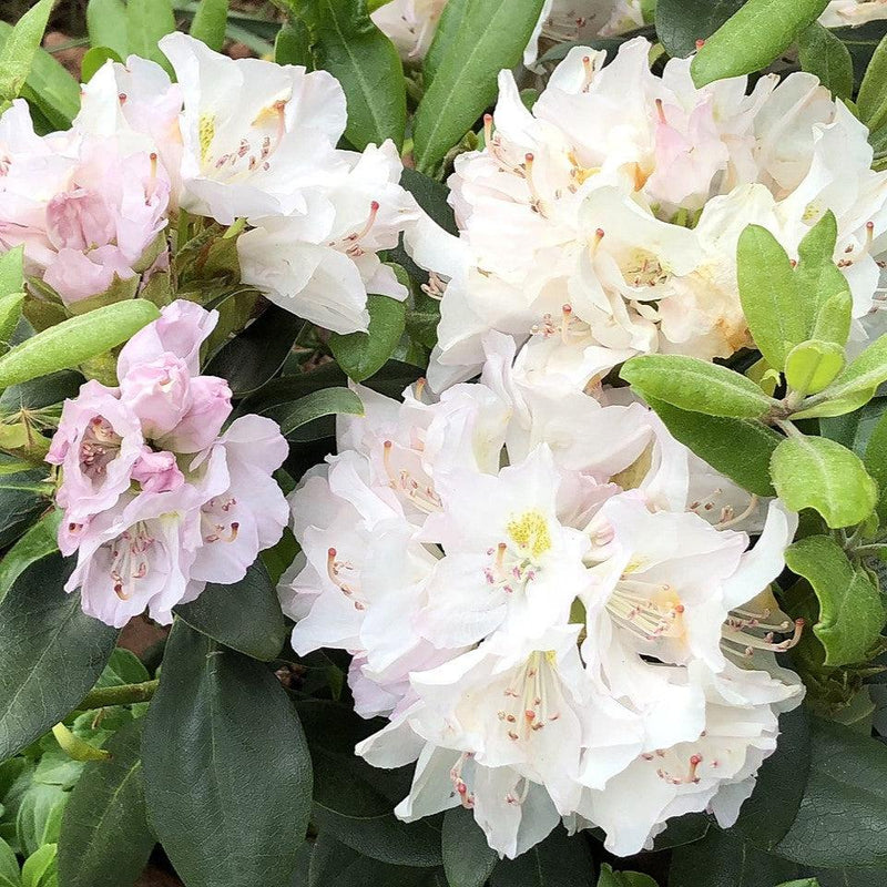 White Catawba Rhododendron - Shipped