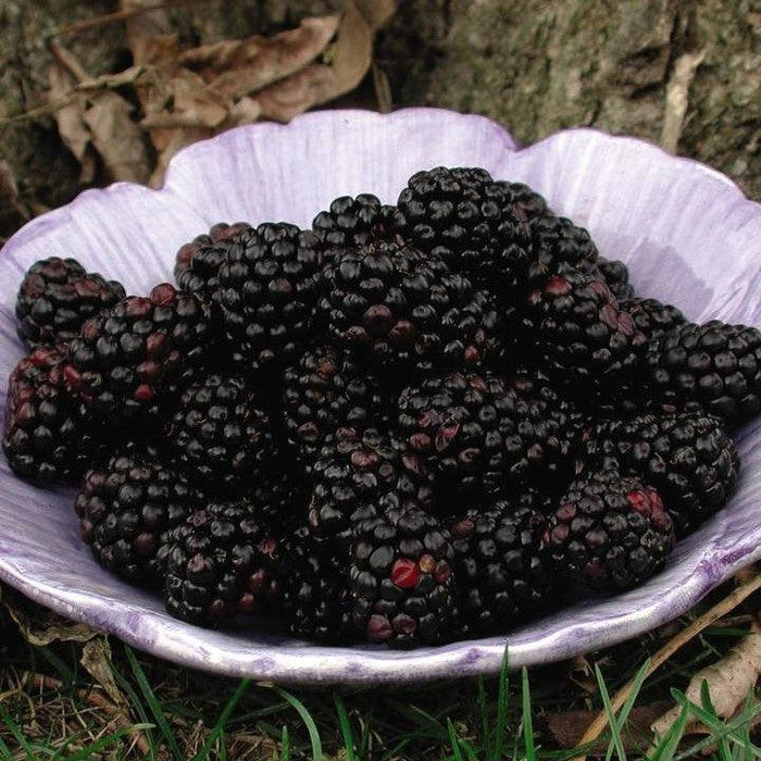 Chester Thornless Blackberry - Shipped