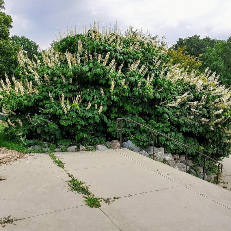 Buckeye Bottlebrush - Shipped