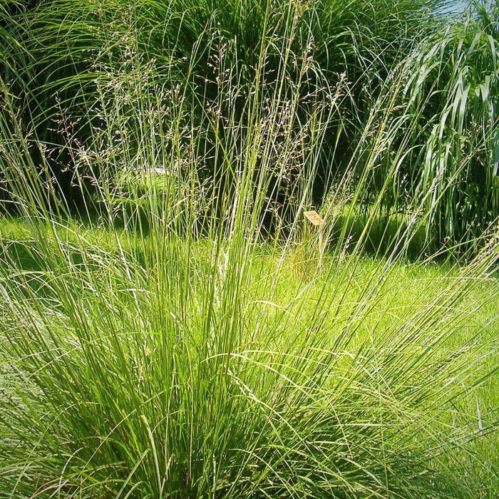 Prairie Dropseed - Shipped