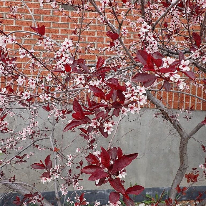Purpleleaf Sandcherry - Shipped
