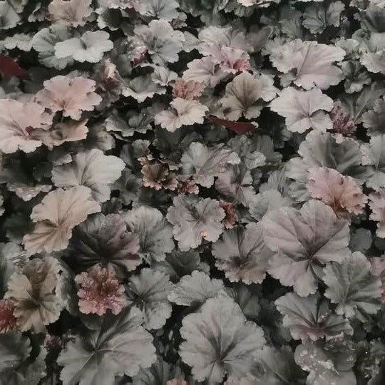 Black Sea Coral Bells - Shipped