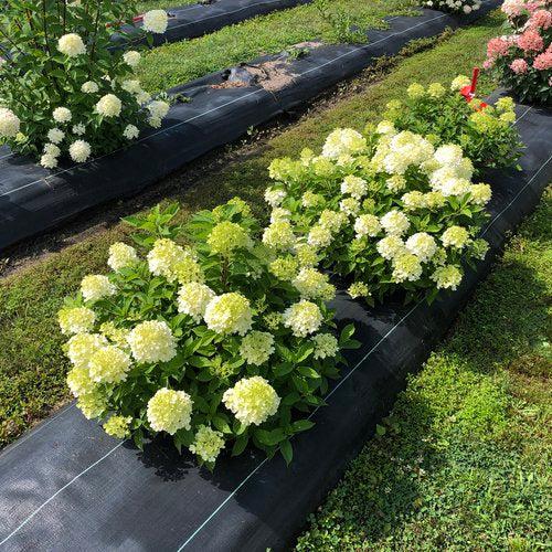 Proven Winners® Fire Light Tidbit® Hydrangea - Shipped