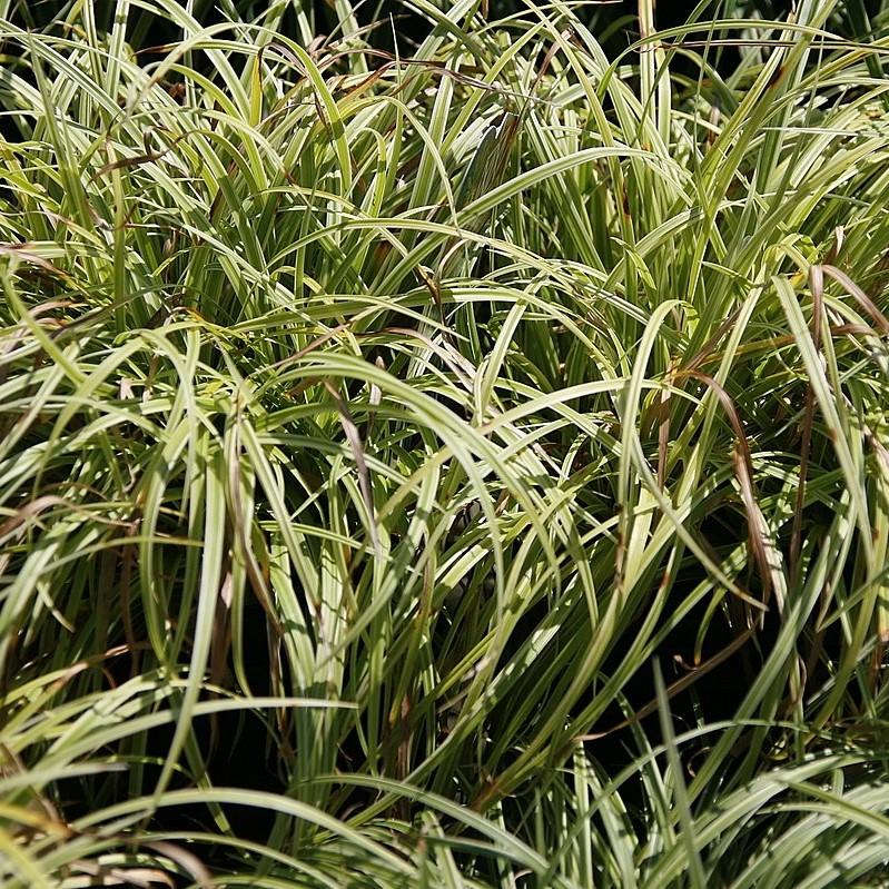 Silver Septre Sedge - Shipped