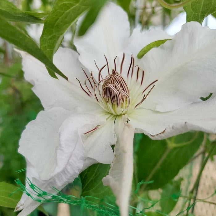 Hyde Hall™ Clematis - Shipped