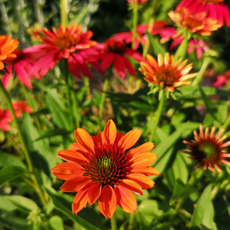 Cheyenne Spirit Echinacea, Coneflower - Shipped