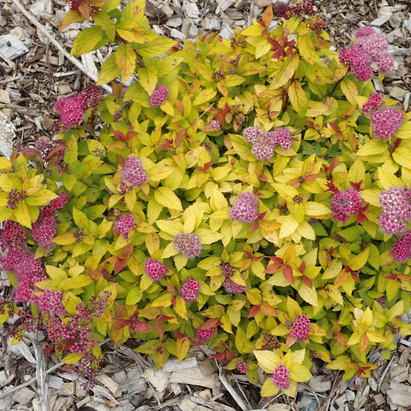 Magic Carpet Spirea - Shipped