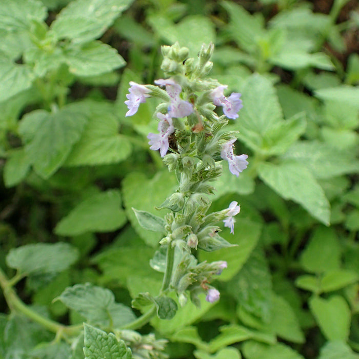Blue Wonder Catmint - Shipped