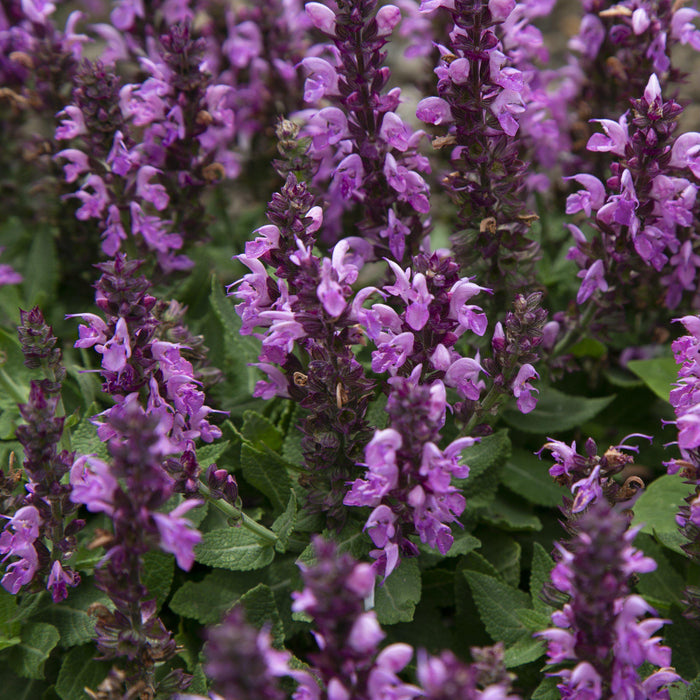 Rose Marvel Meadow Sage - Shipped