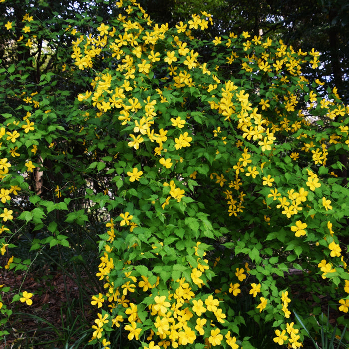 Golden Guinea Japanese Kerria - Shipped