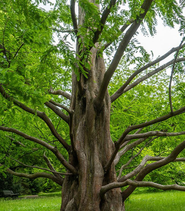 REDWOOD (METASEQUOIA GLYPTOSTROBOIDES) - DAWN REDWOOD - In Store Pickup