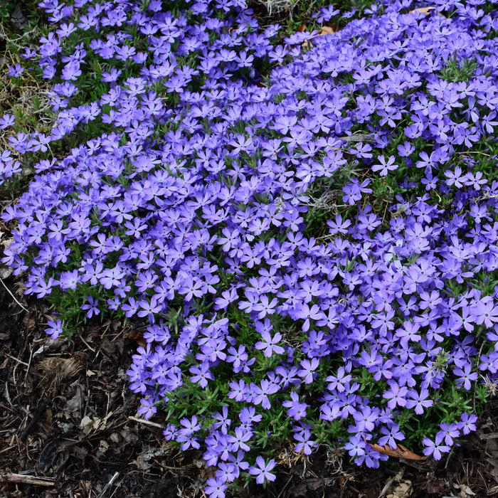 Violet Pinwheels Phlox - Shipped