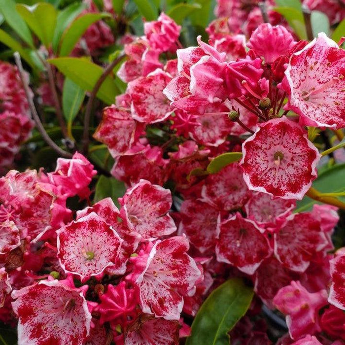 Kaleidoscope Mountain Laurel - Shipped