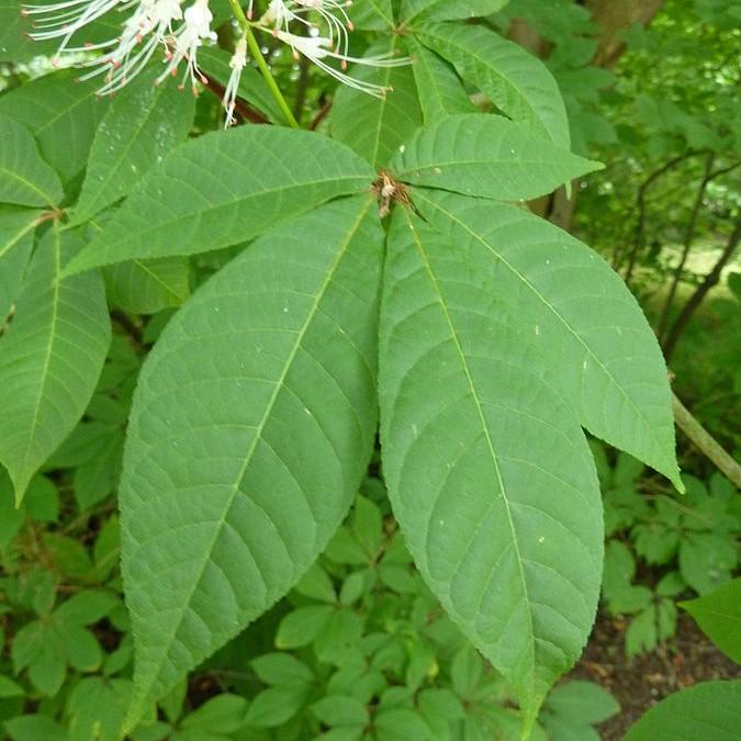 Buckeye Bottlebrush - Shipped