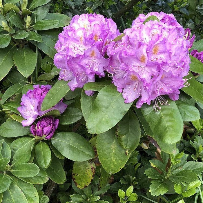 Minnetonka Rhododendron - Shipped