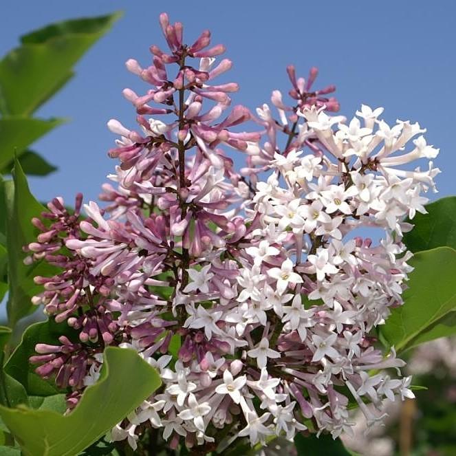 Miss Kim Manchurian Lilac - Shipped