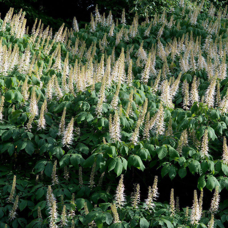 Buckeye Bottlebrush - Shipped