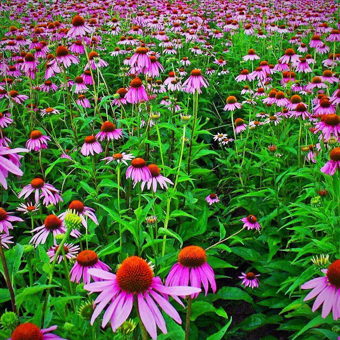 Purple Coneflower - Shipped