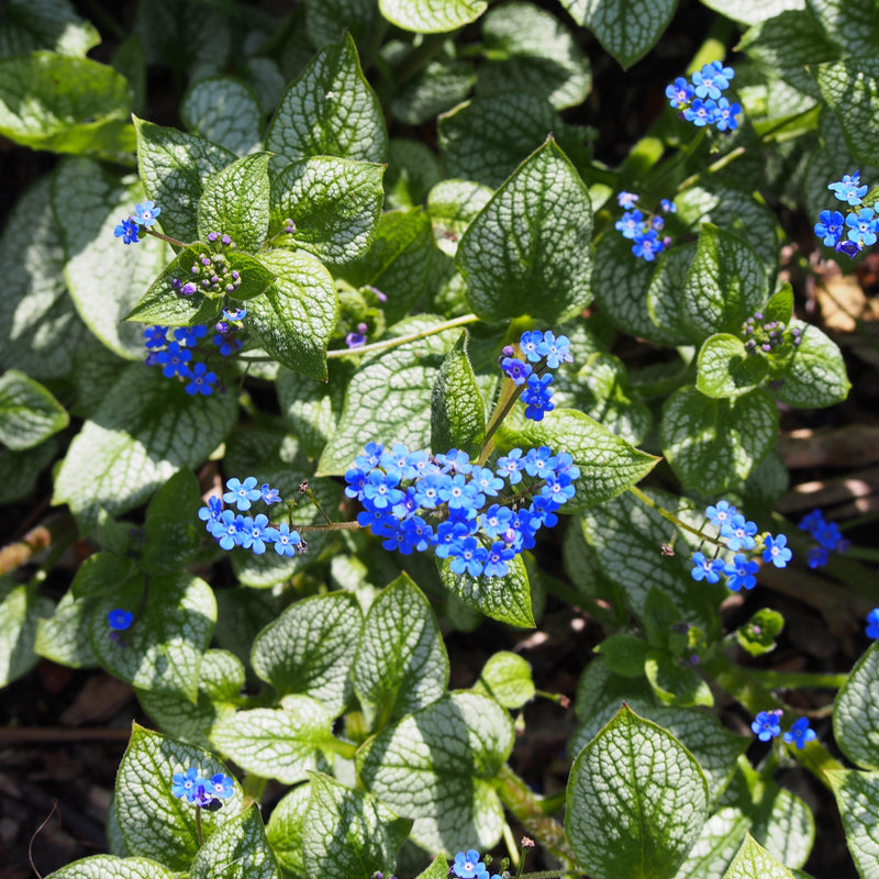 Sea Heart Siberian Bugloss - Shipped