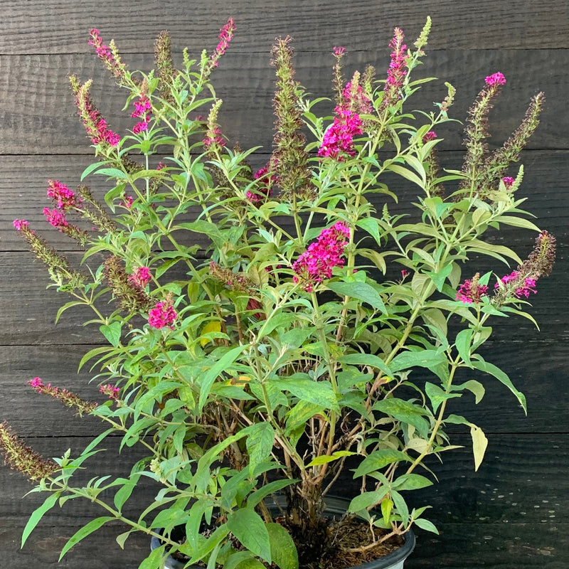Miss Molly Butterfly Bush - Shipped