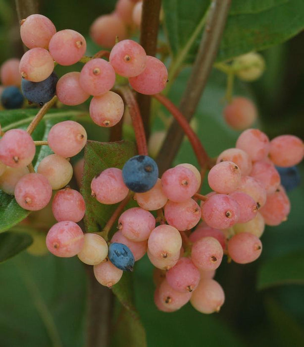 VIBURNUM NUDUM - WINTERTHUR WITHEROD VIBURNUM - In Store Pickup