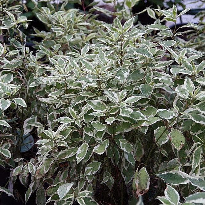 Ivory Halo® Red Twig Dogwood - Shipped