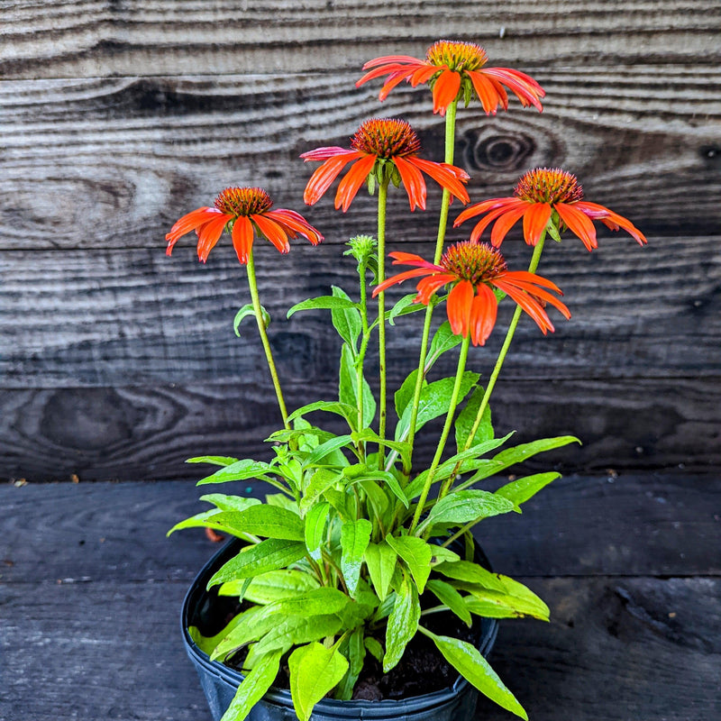 Cheyenne Spirit Echinacea, Coneflower - Shipped