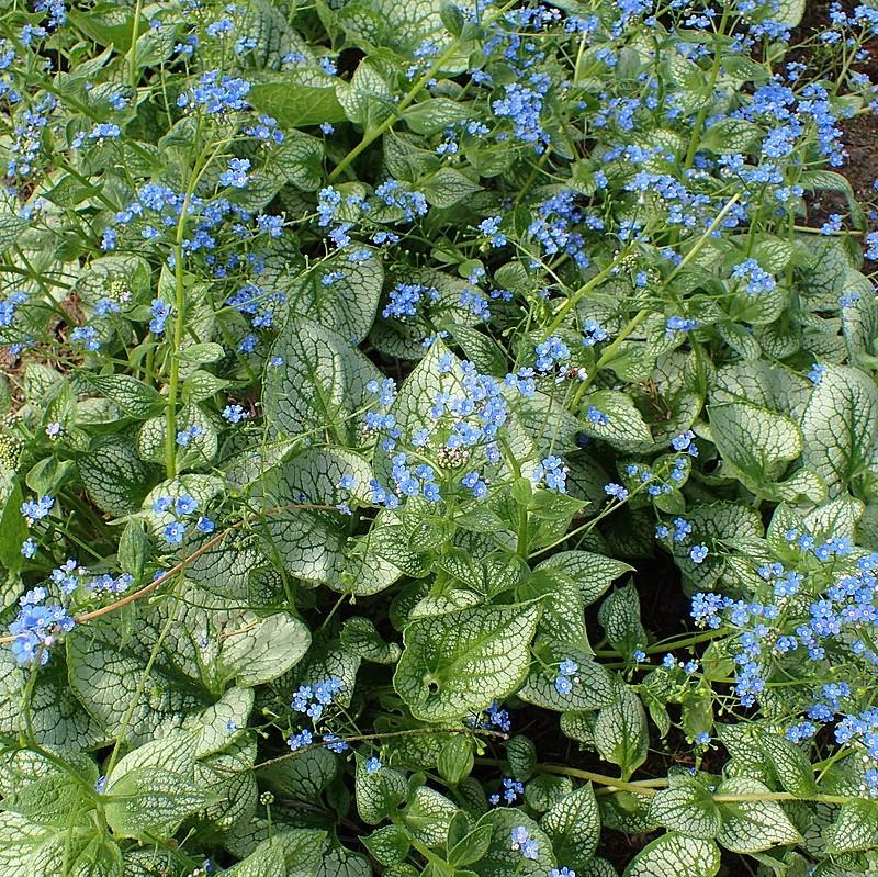 Sea Heart Siberian Bugloss - Shipped
