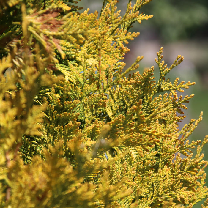 Vintage Gold Threadbranch Cypress - Shipped