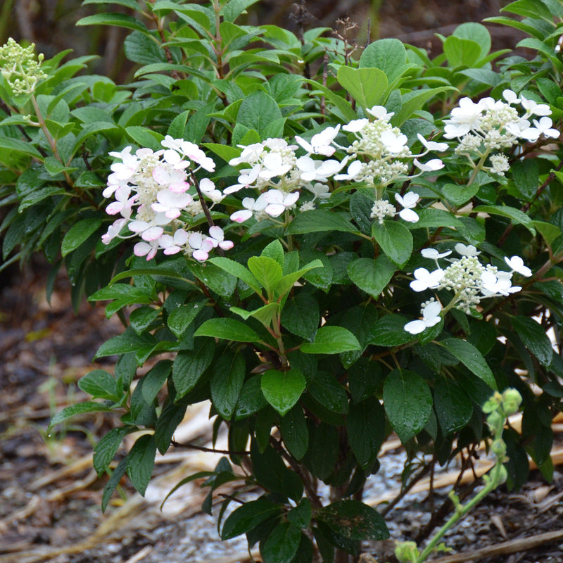 Little Quick Fire® Hydrangea - Shipped