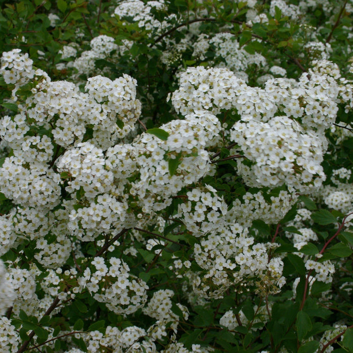 Renaissance Spirea - Shipped