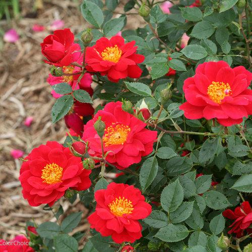 Oso Easy® Urban Legend® Rose - Shipped