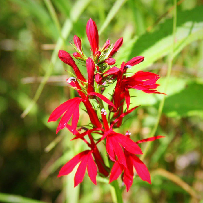 Cardinal Flower