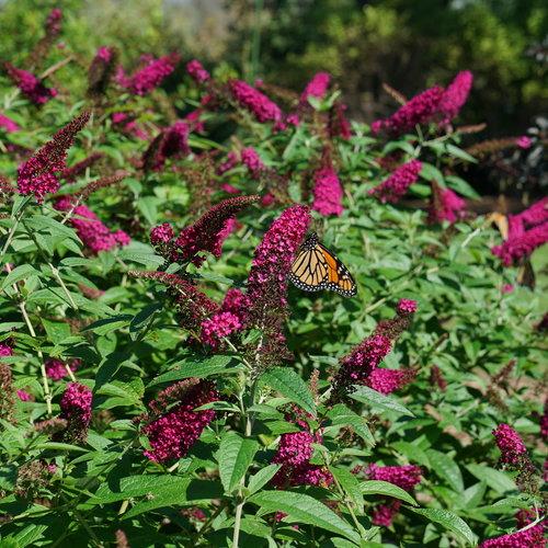 Miss Molly Butterfly Bush - Shipped