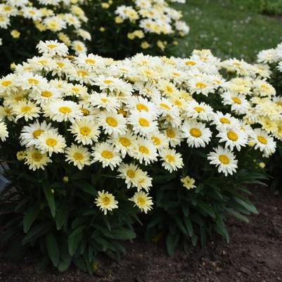 SHASTA DAISY(Leucanthemum Amazing Daisies®) 'Banana Cream II' - In Store Pickup
