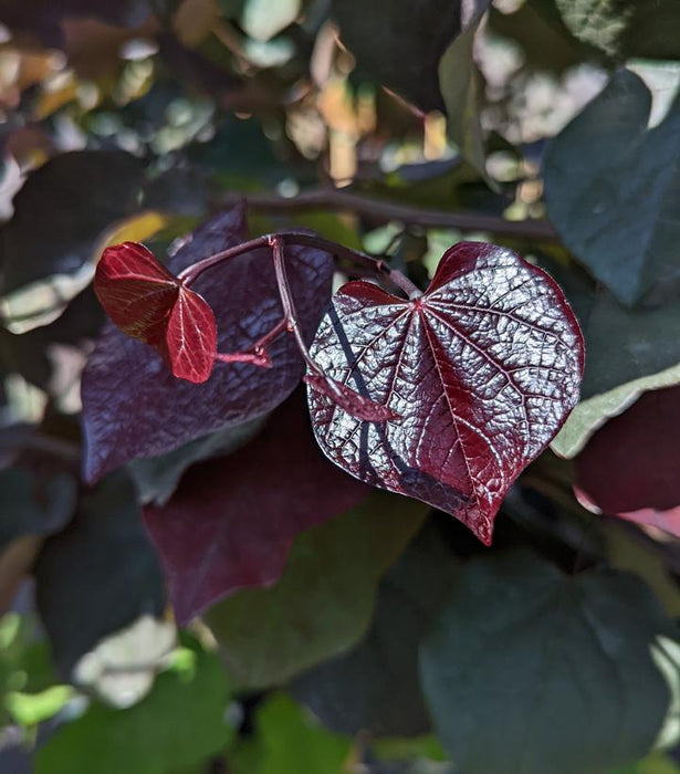 REDBUD (CERCIS CANADENSIS) `BLACK PEARL` - In Store Pickup