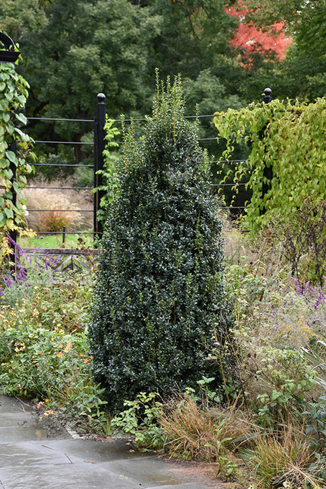 BOXWOOD (BUXUS SEMPERVIRENS) `NEWPORT BLUE` - In Store Pickup