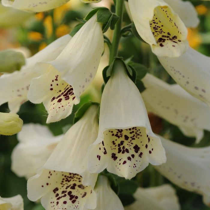 FOXGLOVE (DIGITALIS PURPUREA) 'DALMATION CREME' - In Store Pickup