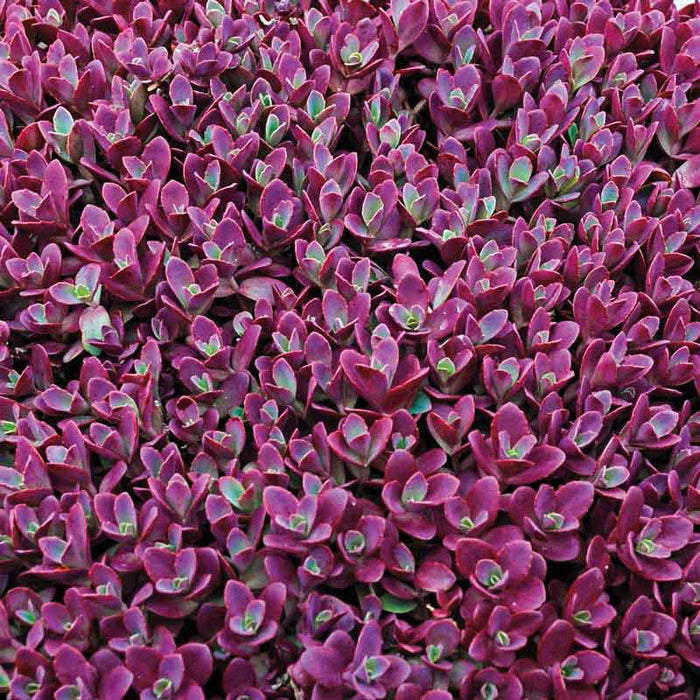 Sedum Sunsparkler® Firecracker Stonecrop - In Store Pickup